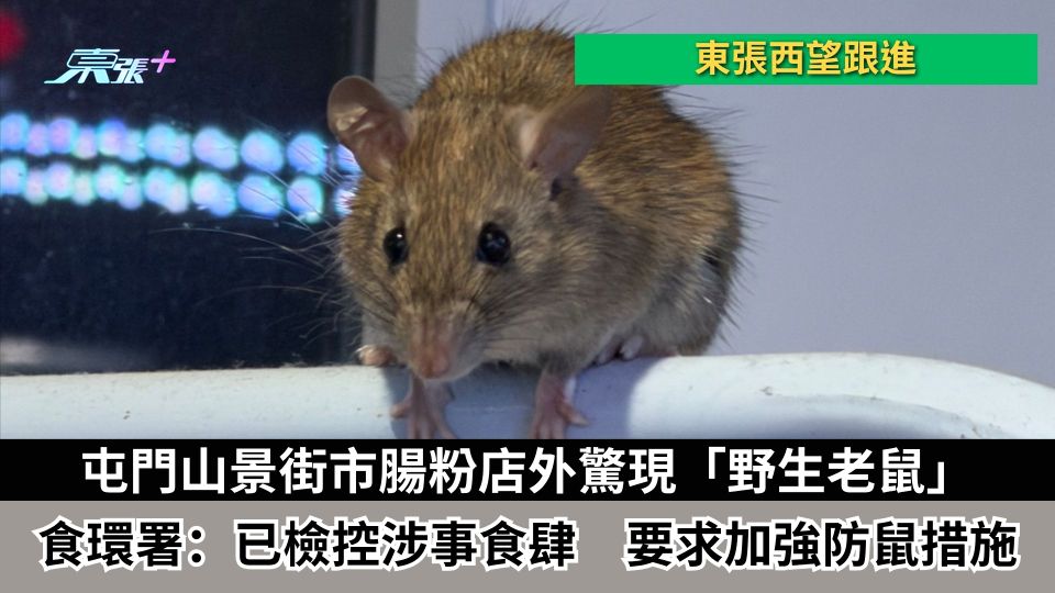 東張西望跟進｜屯門山景街市腸粉店外驚現「野生老鼠」食環署：已檢控涉事食肆 要求加強防鼠措施
