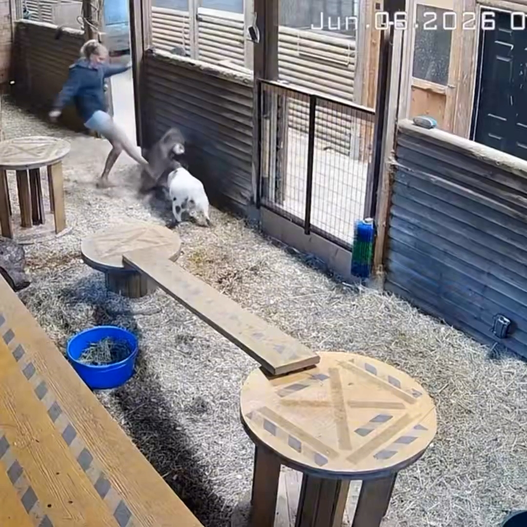 摩雅衝入現場，大聲喝斥美洲獅離開，並毫不猶豫地向牠踢了一腳，成功將牠驅離。（X影片截圖／@DoctorLemma）