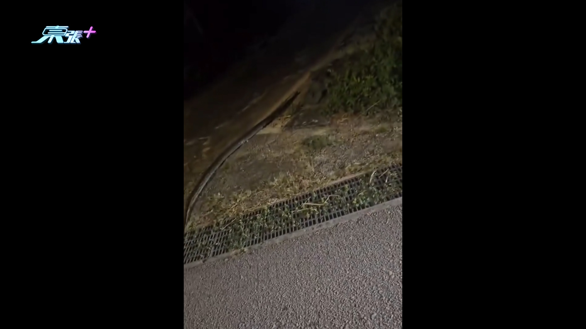 元朗錦田驚現蛇蹤　大蛇出沒搵食嚇親人　街坊笑稱：應算作野生動物園