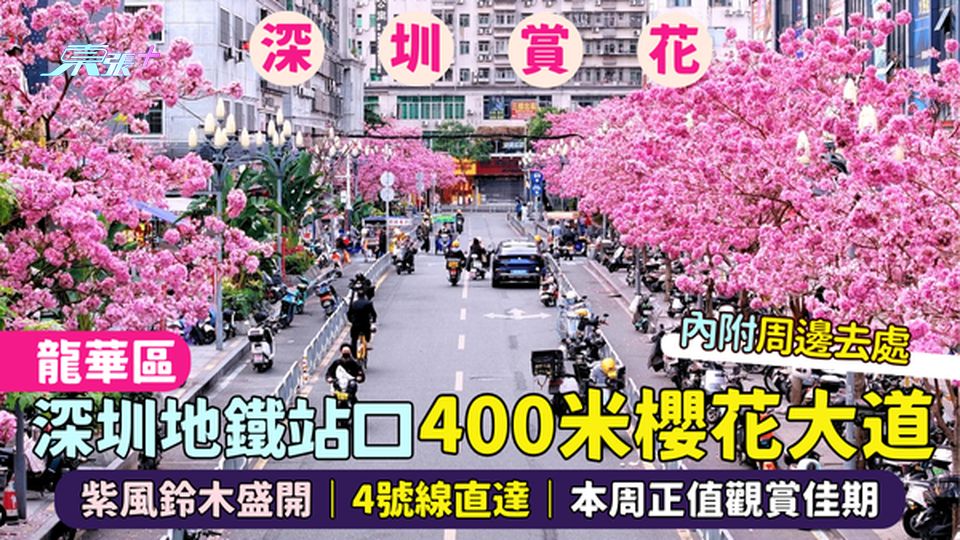 龍華區深圳地鐵站口400米櫻花大道🌸  紫風鈴木盛開🌺｜4號線直達🚇本周正值觀賞佳期📸