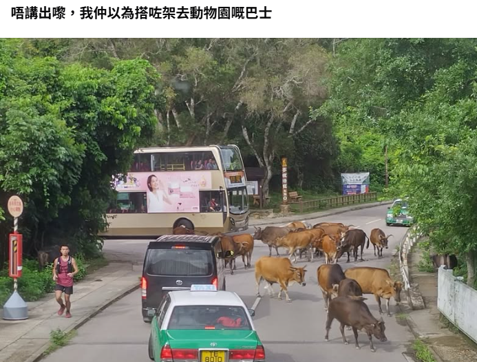 西貢牛群過馬路　巴士的士讓路畫面瘋傳