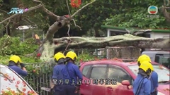 清水灣道停車場有大樹倒塌 壓毀五部私家車