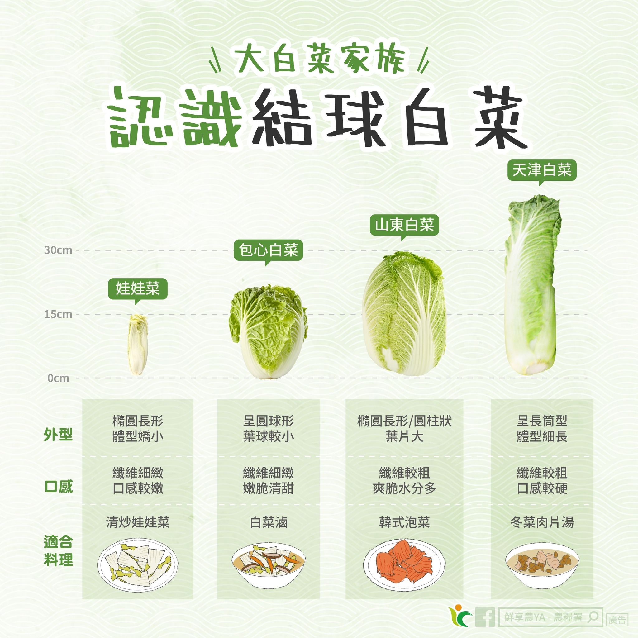 May be an image of tofu and text that says '大白菜家族/ 認識結球白菜 天津白菜 30cm 包心白菜 山東白菜 娃娃菜 15cm 0cm 外型 精圓長形 體型婦小 呈国球形 蔡球較小 口感 業維細線 口感較嫩 精画長形/園柱狀 蔡片大 纖維細緻 嫩脆清甜 呈長筒型 體型細長 清炒娃娃菜 適合 料理 纖維較粗 爽脆水分多 白菜滷 纖維較粗 口感較硬 韓式泡菜 冬菜肉片湯 鲜享uYA 保华西YA-高第9商 荒權署 魔告'