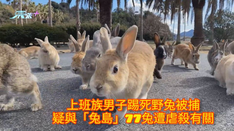 上班族男子踢死野兔被捕 疑與「兔島」77兔遭虐殺有關