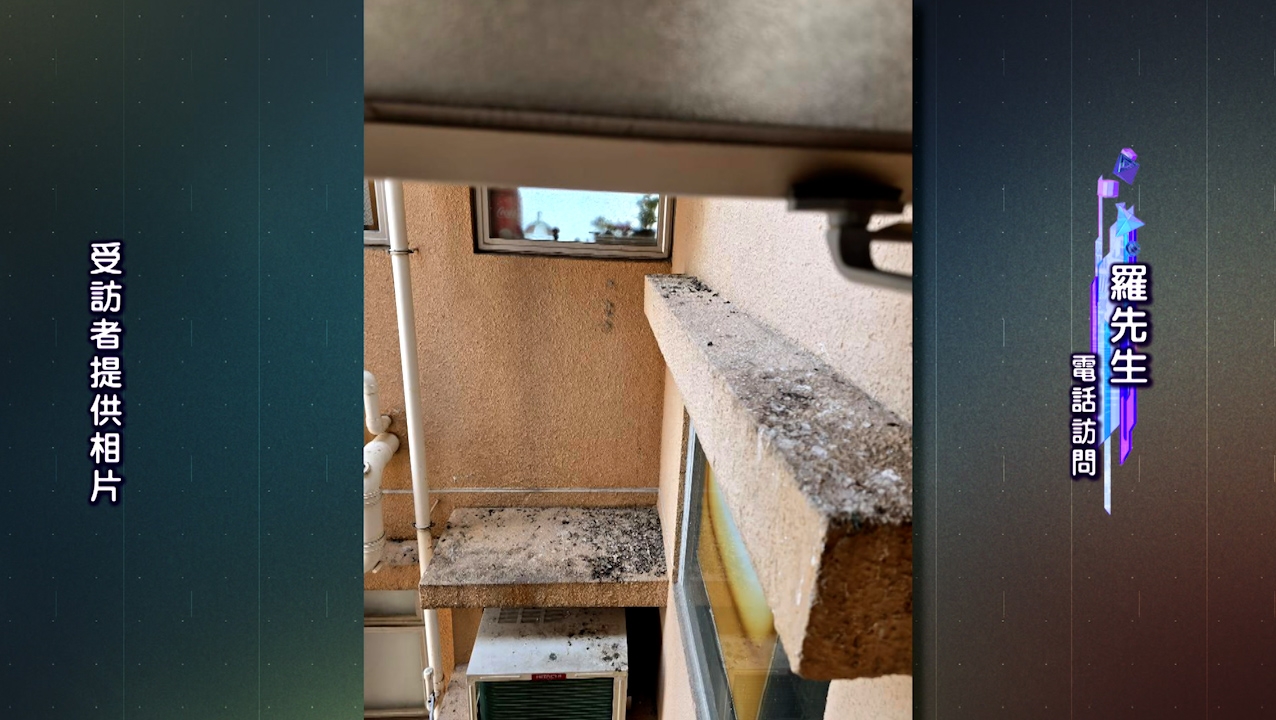 羅先生指自己屋企窗邊佈滿雀屎，即使在冬天都要開冷氣，因為一開窗就有大量雀蟎飛入屋內，氣味亦非常難聞。