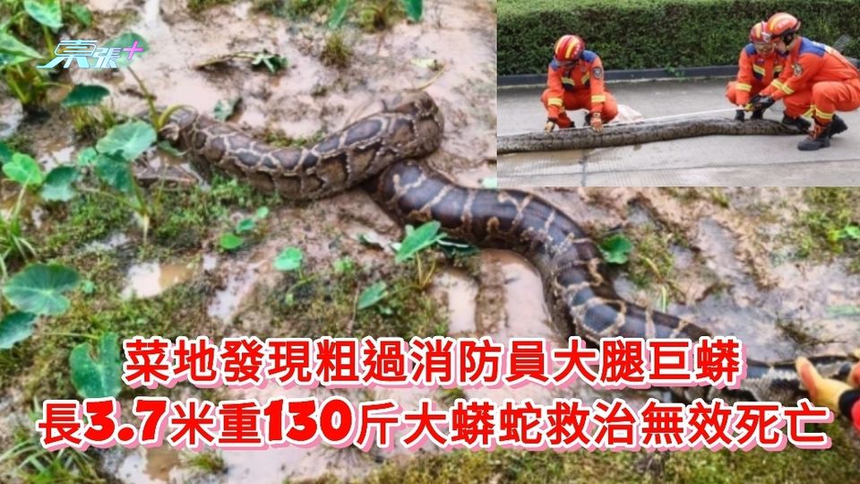 有片|菜地發現粗過大腿巨蟒 長3.7米重130斤大蟒蛇救治無效死亡
