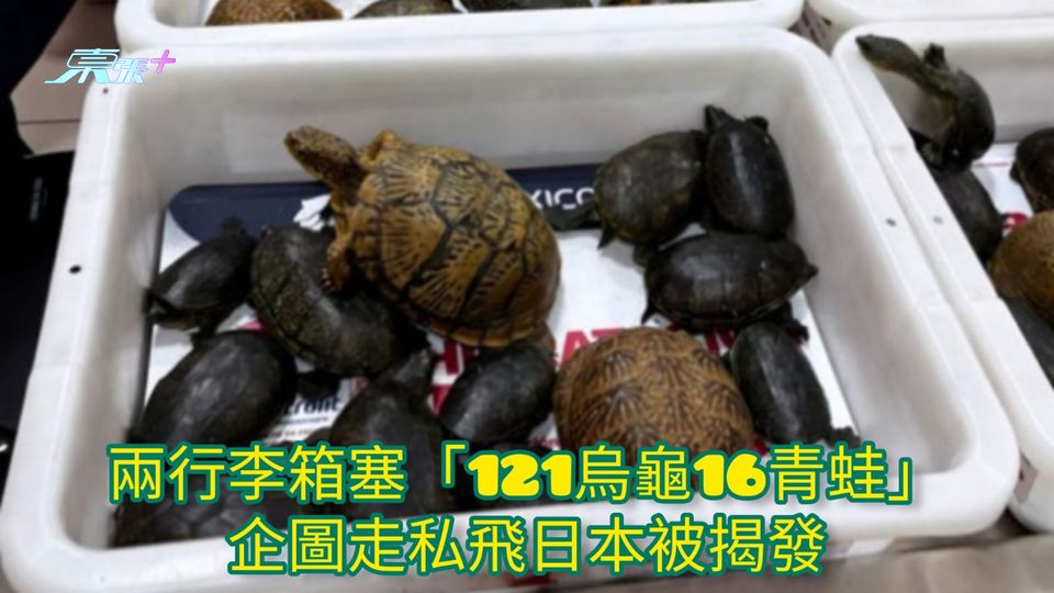 兩行李箱塞「121烏龜16青蛙」 企圖走私飛日本被揭發