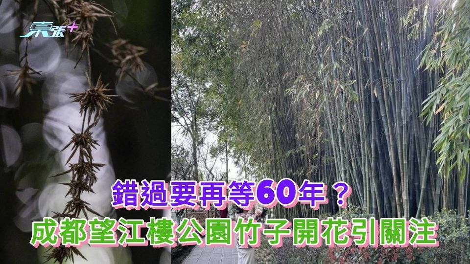 錯過要再等60年？ 望江樓公園竹子開花引關注