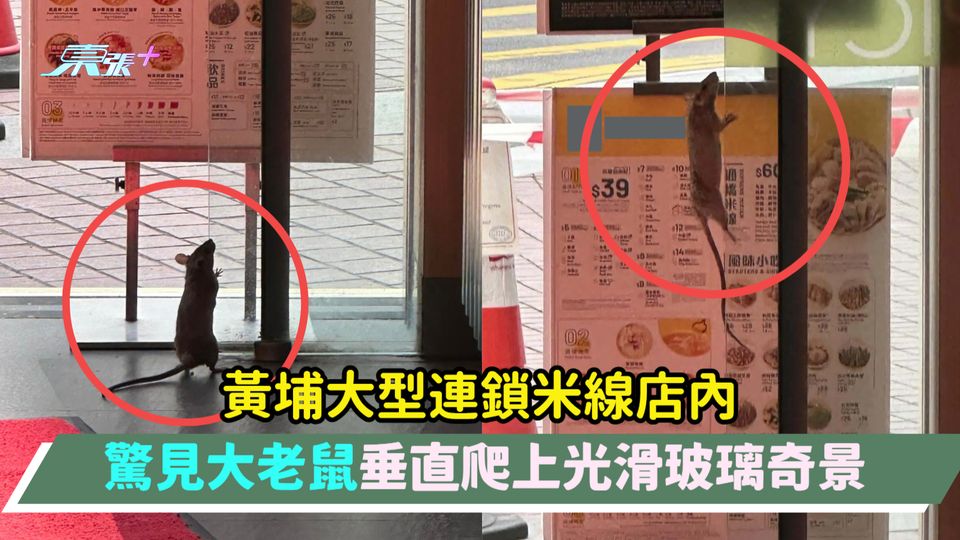 黃埔大型連鎖米線店內  驚見大老鼠垂直爬上光滑玻璃奇景 
