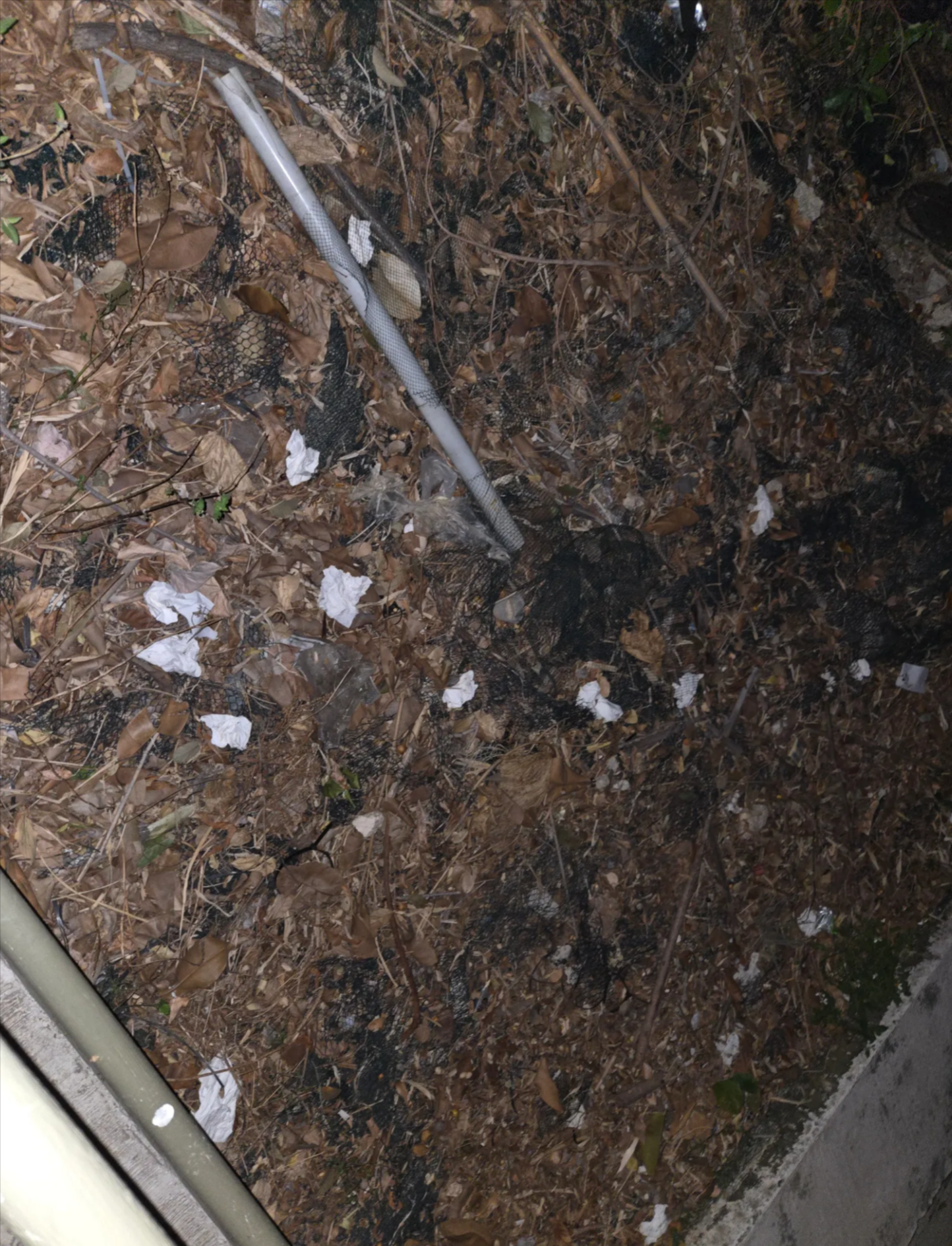 東張西望跟進｜主教山官地疑再被佔用　家具廁所樣樣有如「五星級的家」 (網上圖片)