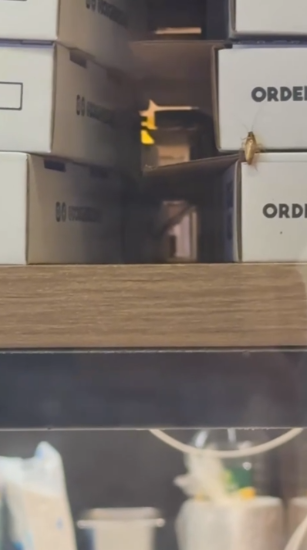 紅磡Pizza店曱甴周圍走