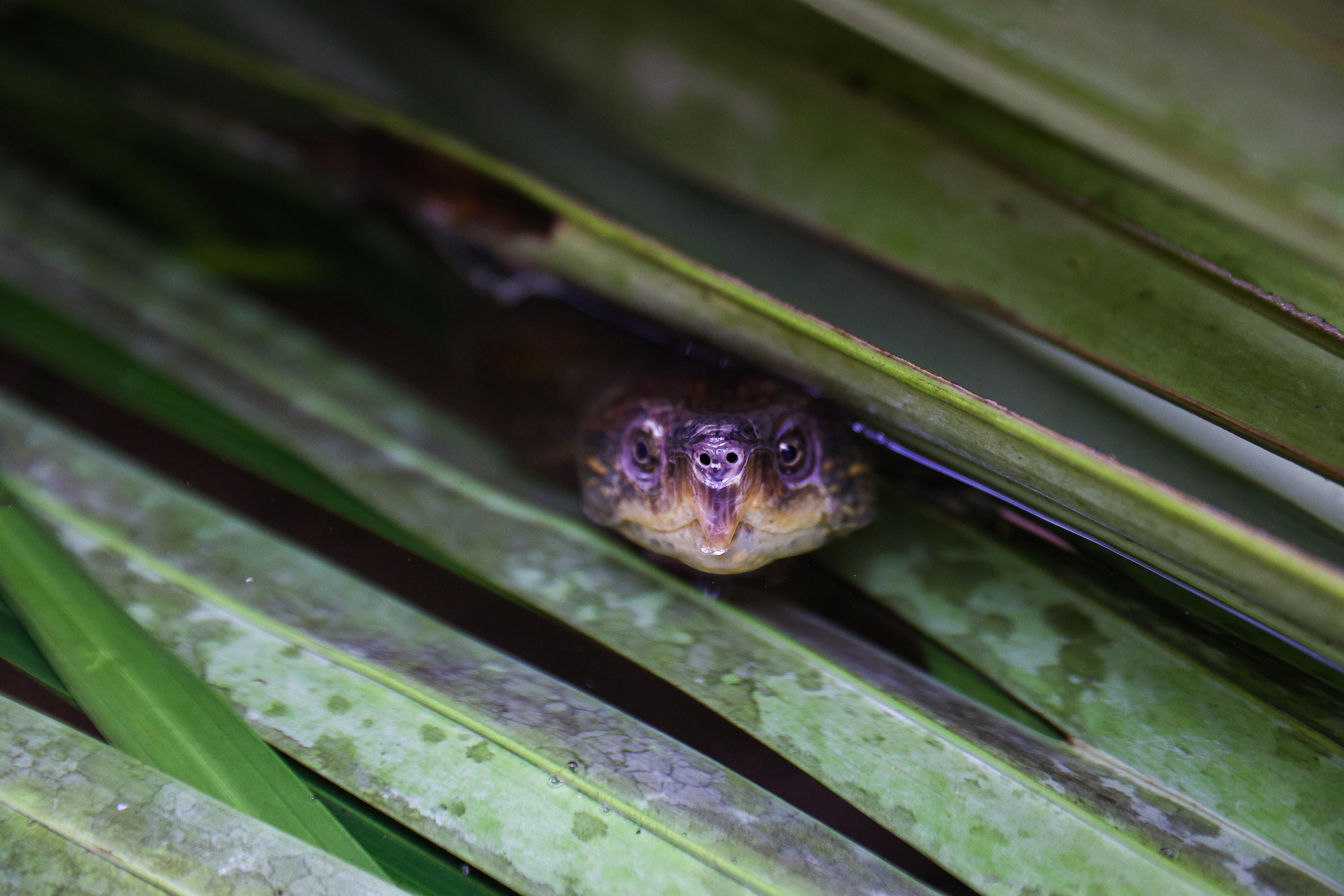 港產「極危」大頭龜