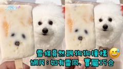 雪條竟然跟狗狗撞樣 網民：如有雷同、實屬巧合