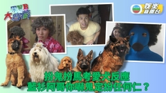 TVB大寶藏｜寵物認人定認味道？ 主人變裝考毛孩反應 