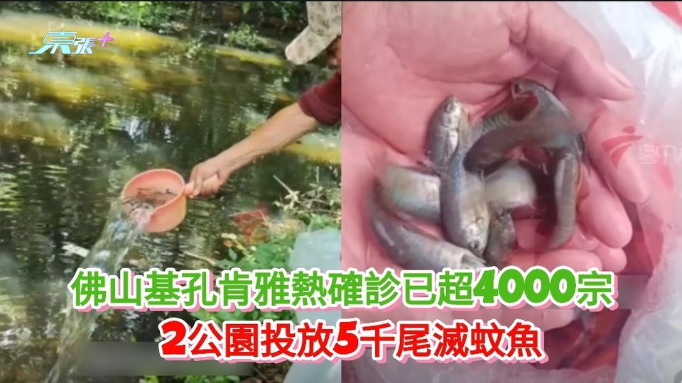 有片丨佛山基孔肯雅熱確診已超4000宗 2公園投放5千尾滅蚊魚