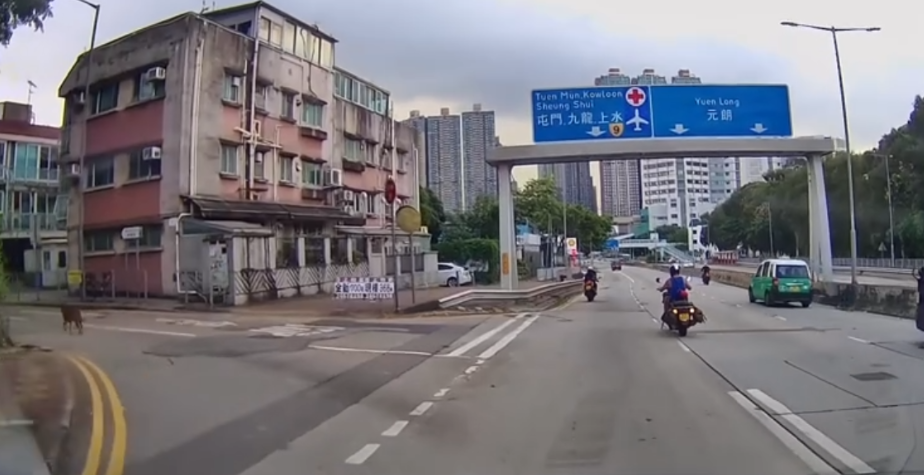 車Cam直擊|青山公路好心鐵騎士護送流狼狗 網民大讚:人間有愛
