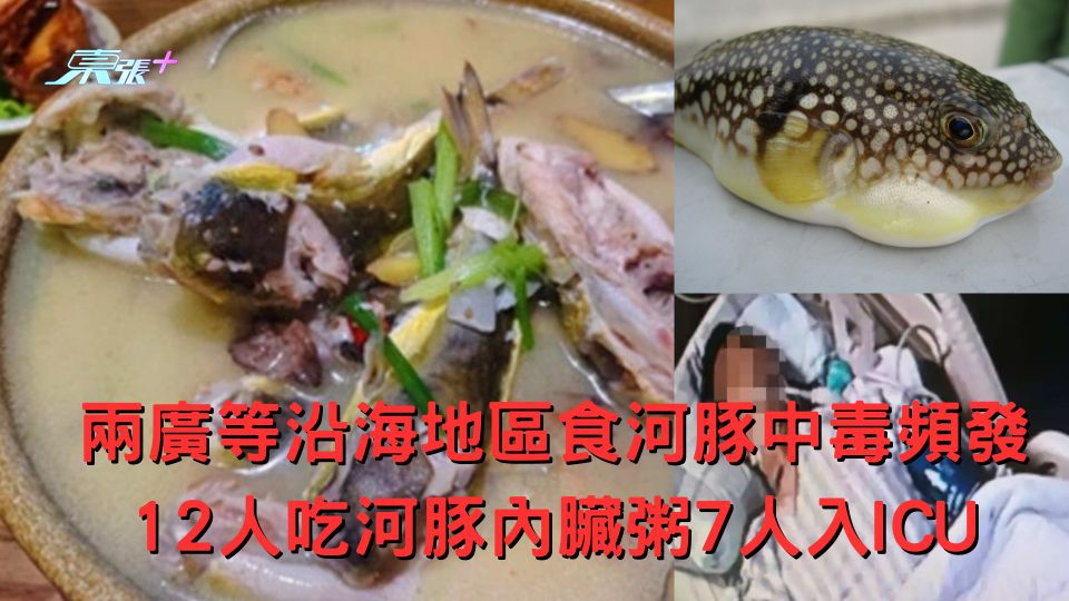 兩廣等沿海地區食河豚中毒頻發 12人吃河豚內臟粥7人入ICU