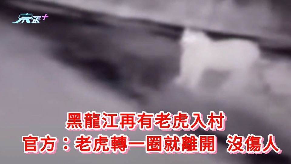 有片｜黑龍江再有老虎入村 官方：老虎轉一圈就離開 沒傷人