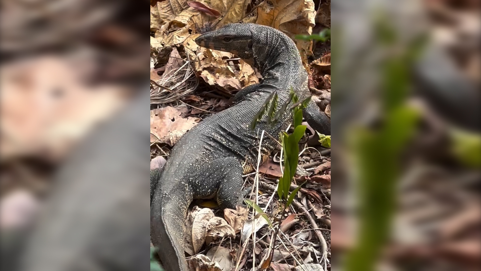 東張西望報料｜沙田城門河旁驚現「奇怪不明物種」　街坊笑稱：金城安條龍