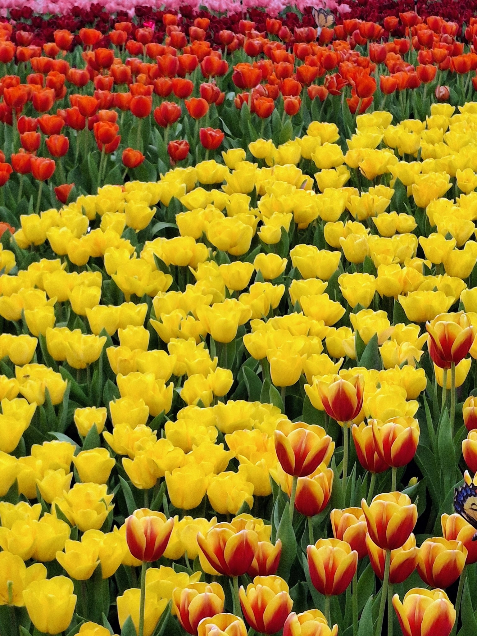 可能是花的圖像