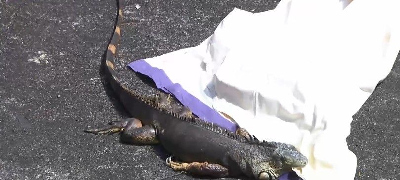 黃大仙驚現蜥蜴過馬路　慘遭車輾過受傷