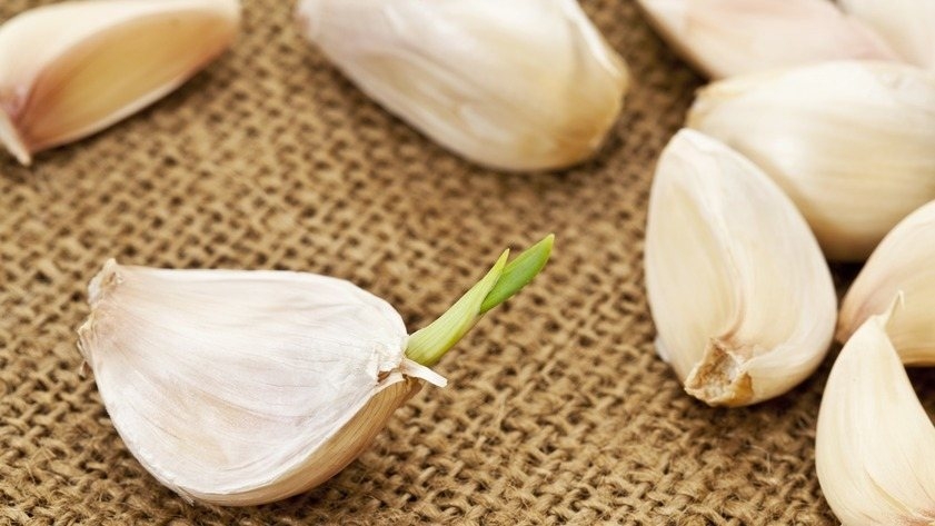 蒜頭發芽了更好！更能抗氧化、具較佳抗癌效果｜聰明飲食｜養生｜元氣網