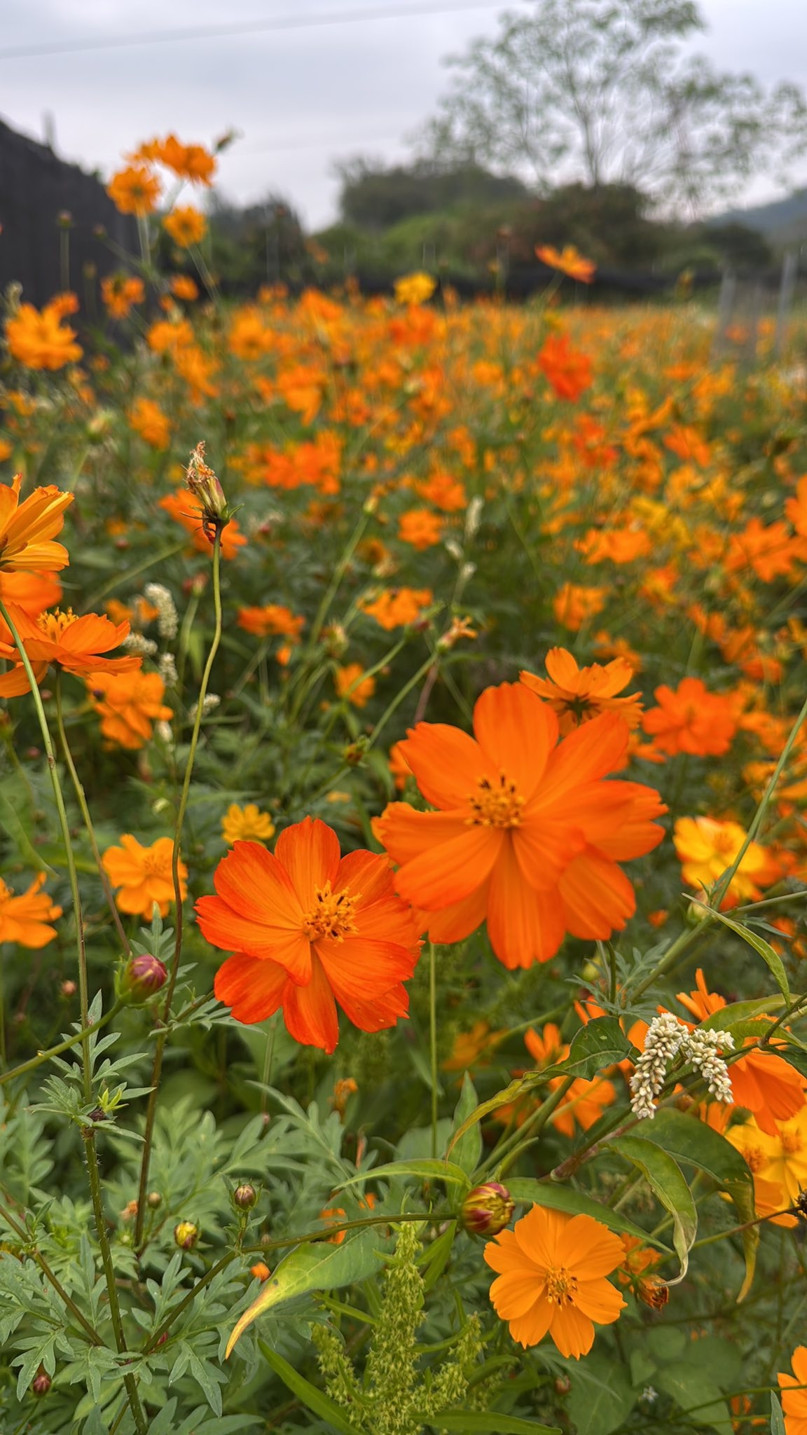 May be an image of flower