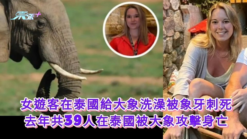 專家分析女遊客給大象洗澡被刺死因由 去年共39人在泰國被大象攻擊身亡 