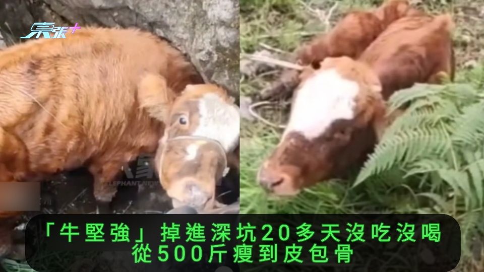 有片｜「牛堅強」掉進深坑20多天沒吃沒喝 從500斤瘦到皮包骨
