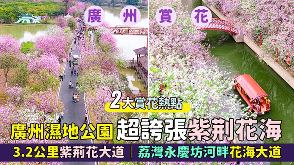 廣州濕地公園超誇張紫荆花海📸 3.2公里紫荊花大道🌸｜免費睇荔灣永慶坊河畔花海大道🚣‍♀️