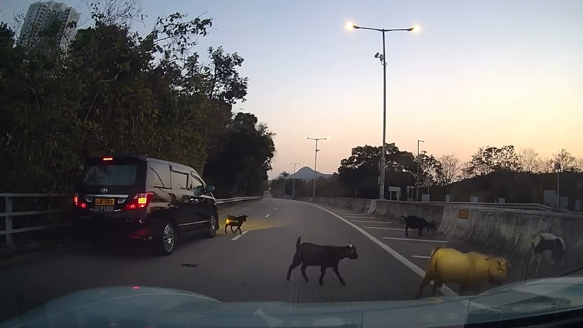 車Cam直擊｜山羊上高速公路勁得意　車主禮讓「過馬路」：日日都咁樣行