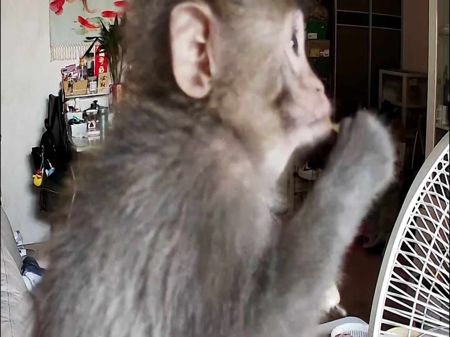 有片｜港女生屋企被猴子闖入