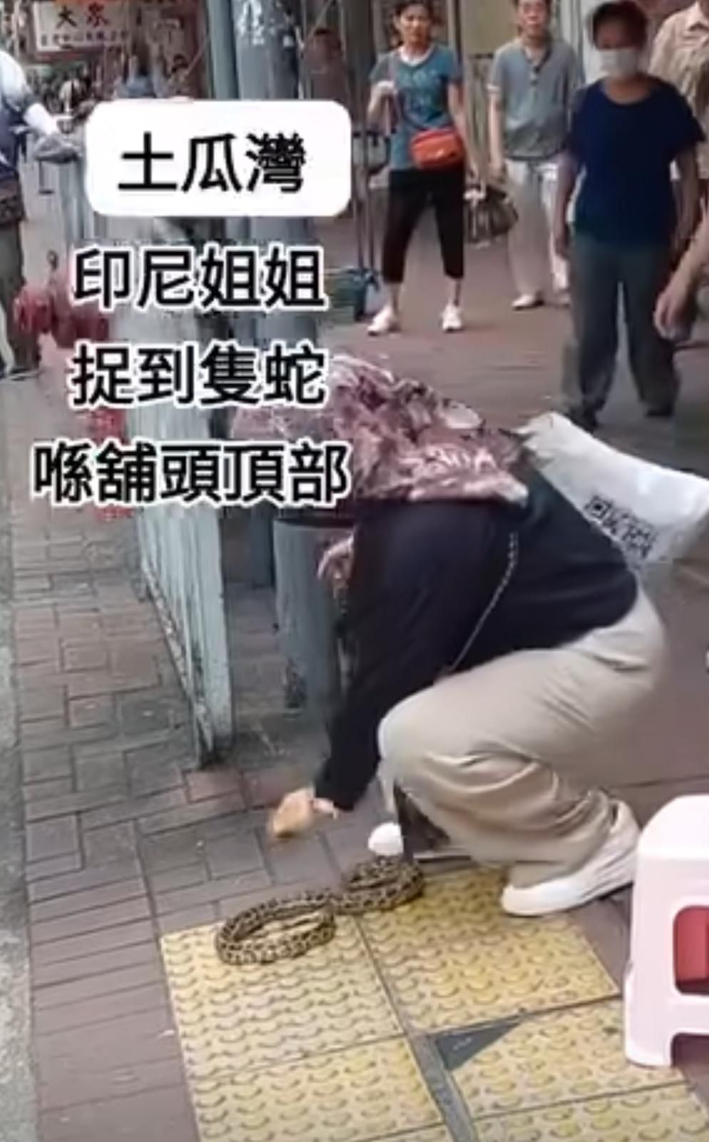 土瓜灣印尼姐姐徒手捉蛇