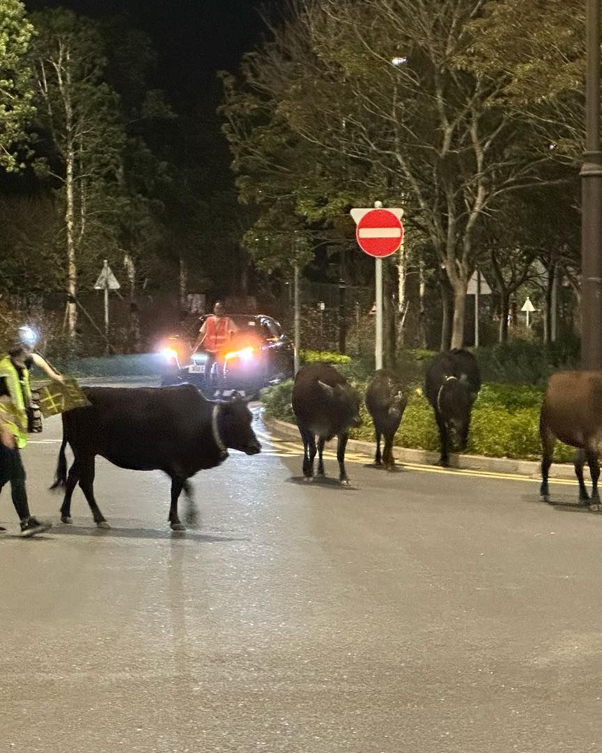 西沙路半夜多隻牛牛馬路漫步