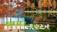 香港天空之鏡賞落羽松紅葉 流水響水塘半天遊