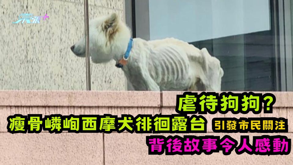虐待狗狗？ 瘦骨嶙峋西摩犬徘徊露台引發市民關注  背後故事令人感動