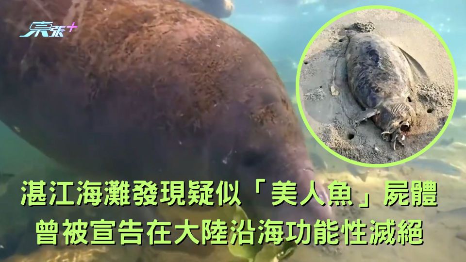 湛江海灘發現疑似「美人魚」屍體 曾被宣告在大陸沿海功能性滅絕