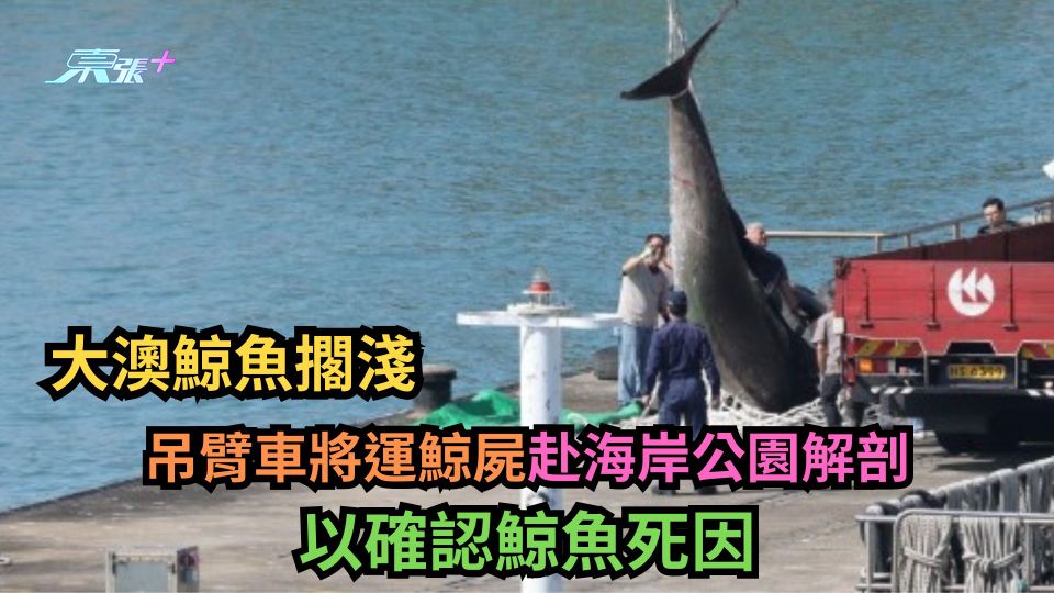 大澳鯨魚擱淺｜吊臂車將運鯨屍赴海岸公園解剖　以確認死因