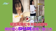小心飛劍 草泥馬爆紅令羊駝成寵物 網民開心share被噴一臉口水