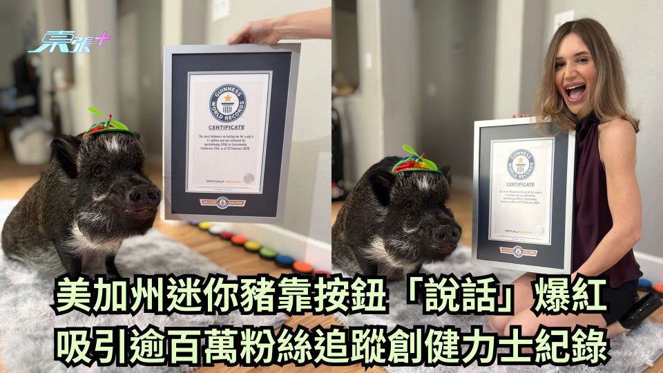 美加州迷你豬靠按鈕「說話」爆紅 吸引逾百萬粉絲追蹤創健力士紀錄