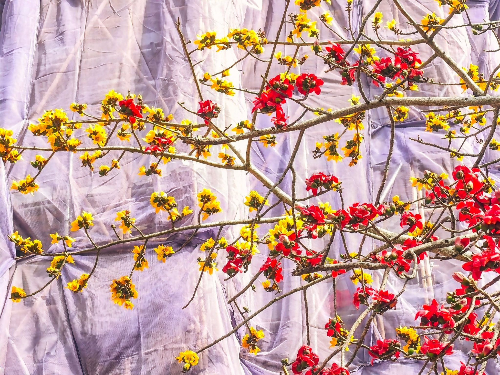 可能是西洋山茱萸和核果樹的圖像