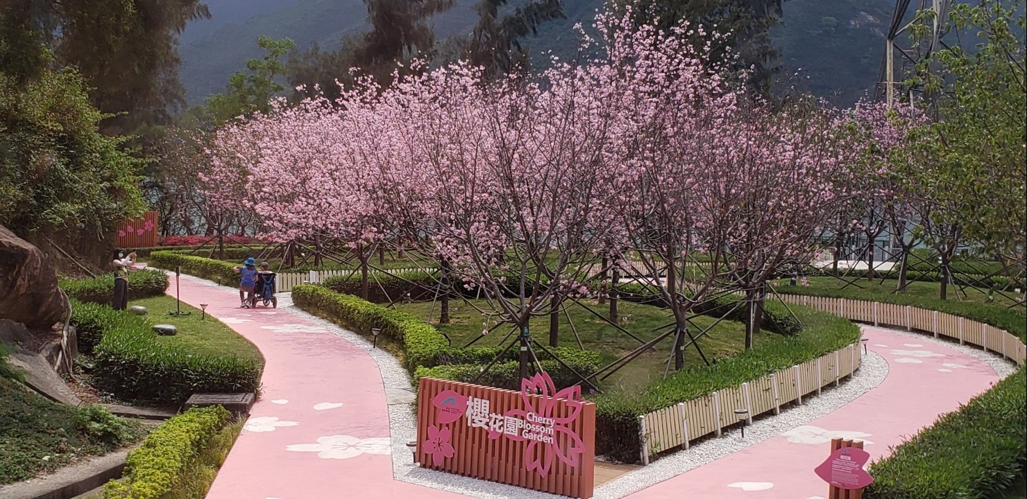 可能是核果樹和道路的圖像