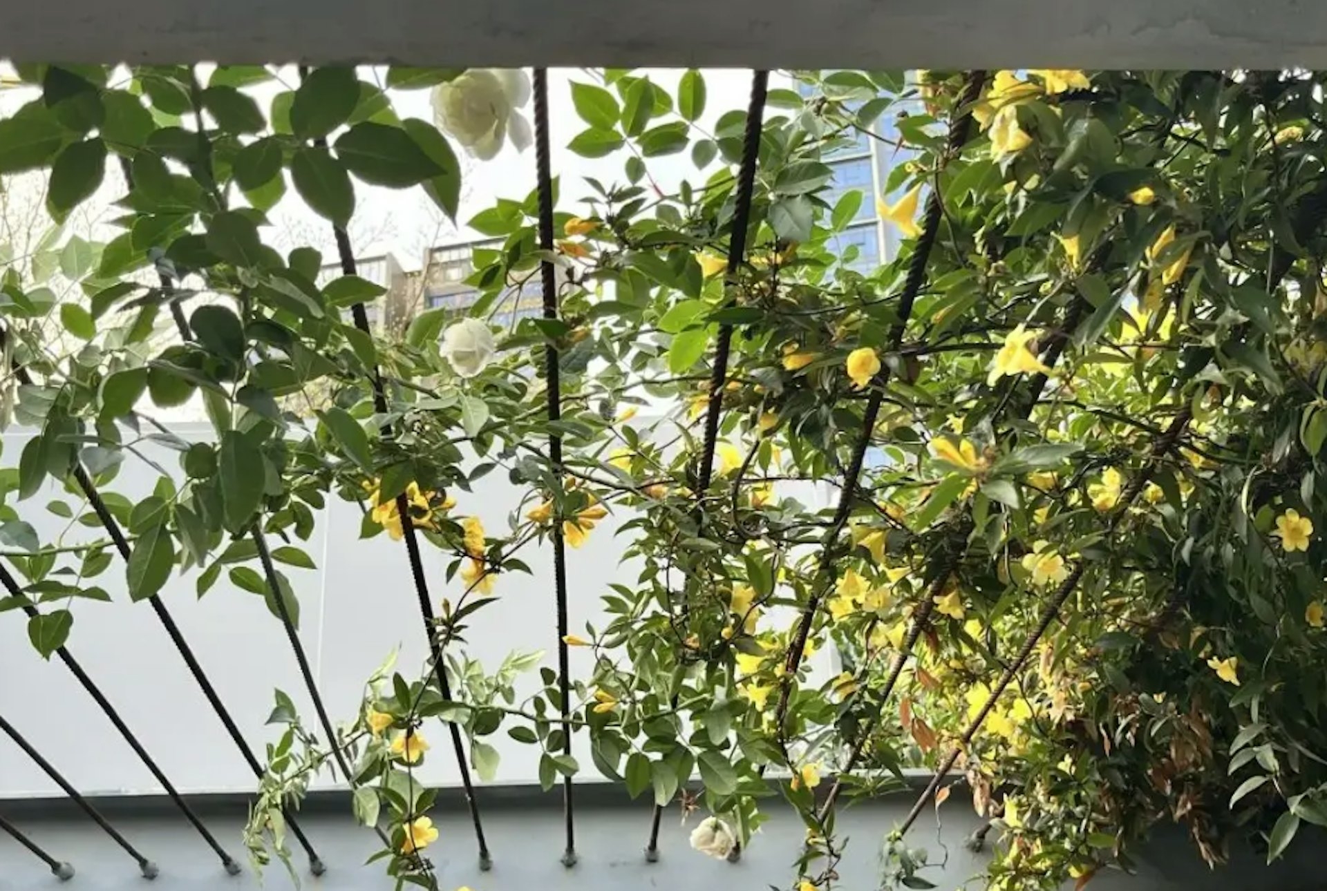 深圳福田區香蜜公園被發現具劇毒植物「常綠鈎吻藤」。（深圳大件事）