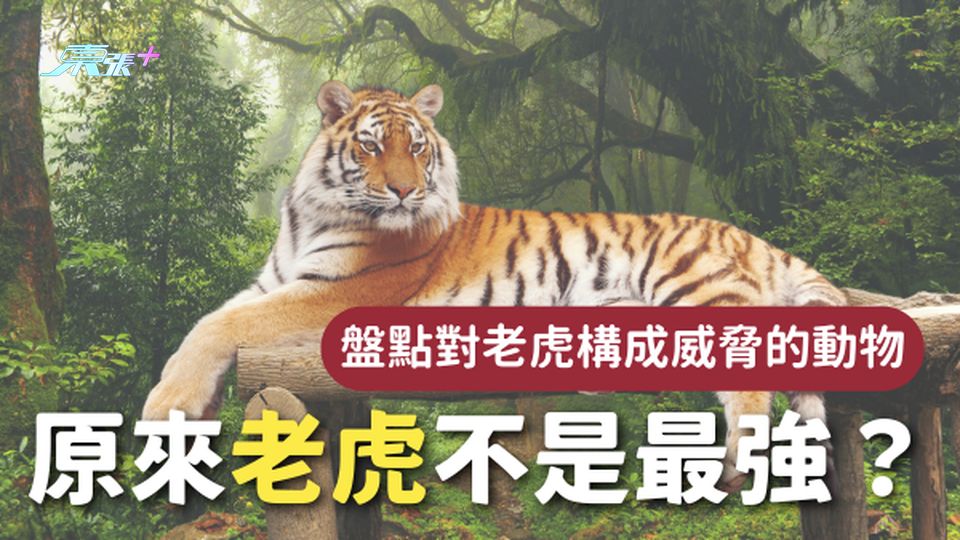 原來老虎不是最強？盤點自然界能對老虎構成威脅的動物🐅