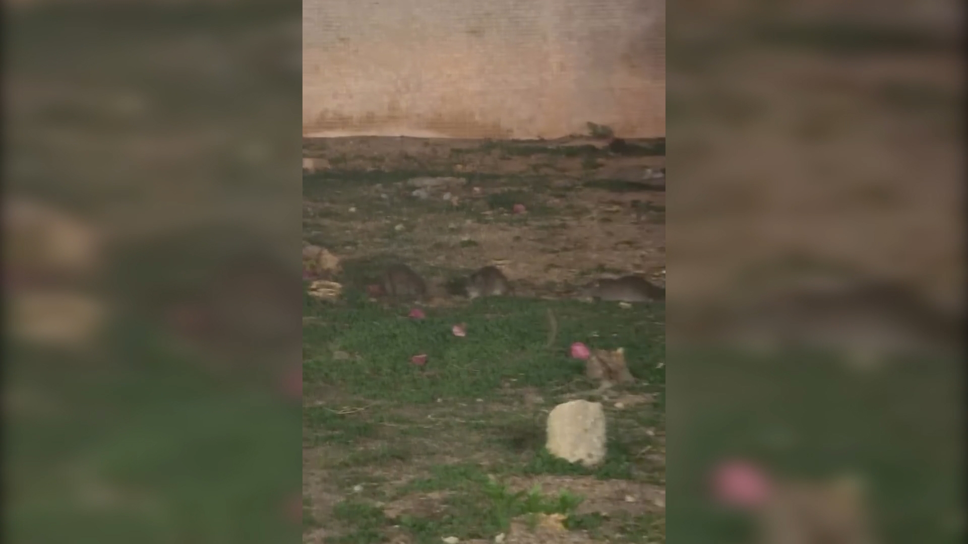 東張西望報料｜屯門鼠患嚴重「周街米奇」　街坊：老鼠肥美過屋企隻貓