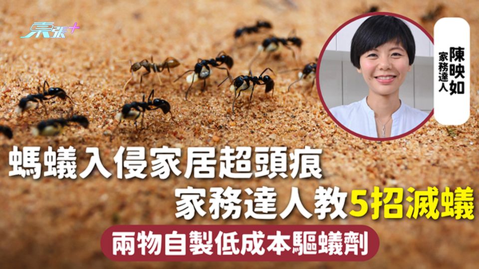 螞蟻入屋 | 螞蟻入侵家居超頭痕 家務達人教5招滅蟻 兩物自製低成本驅蟻劑