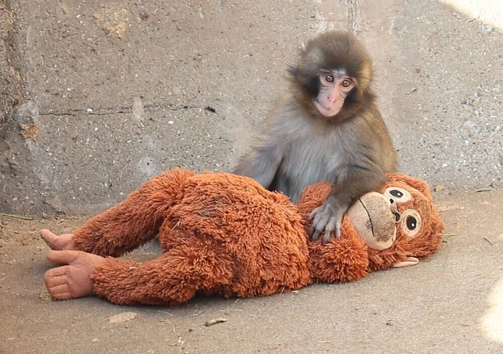 從「孤獨」到融入　抱公仔媽媽的日子已成過去(X)