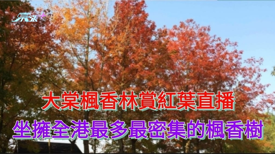 大棠楓香林賞紅葉直播 坐擁全港最多最密集的楓香樹
