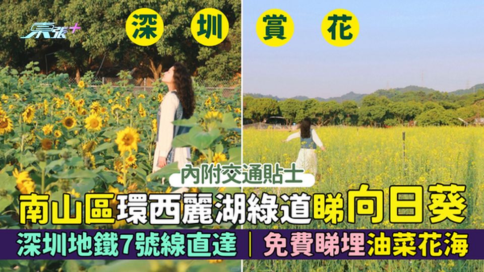 深圳賞花｜南山區環西麗湖綠道睇向日葵🌻深圳地鐵7號線直達📸｜免費睇埋油菜花海🌼