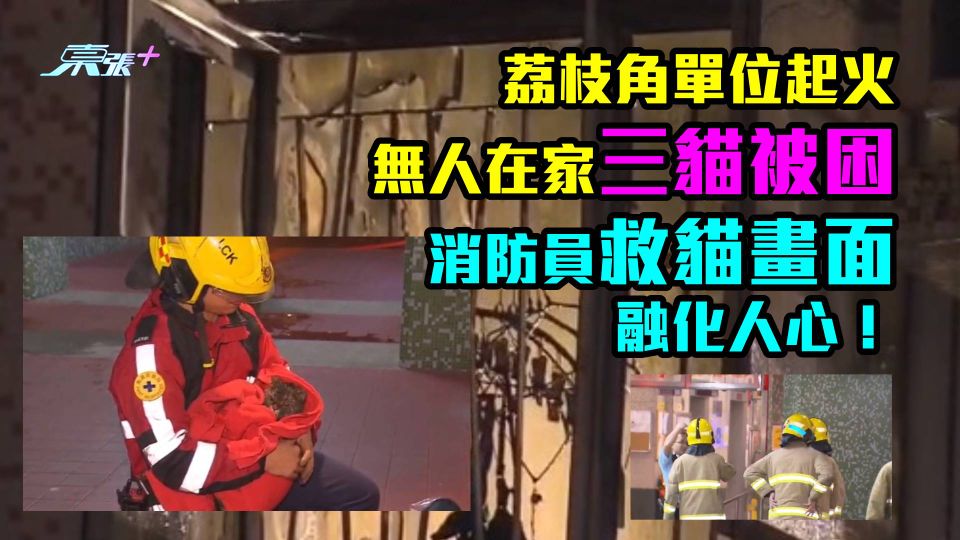 荔枝角單位起火無人在家三貓被困　消防員救貓畫面融化人心！